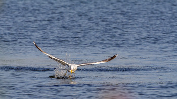 Fisher / ***