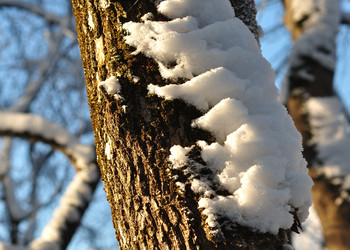 Winter sketches / ***