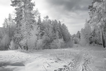 in the winter forest / ***