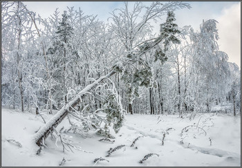 covered with snow ... / ***