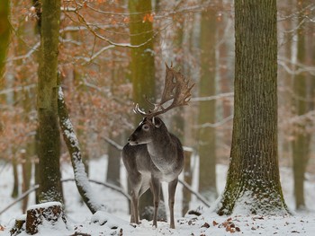 The first snow / ***