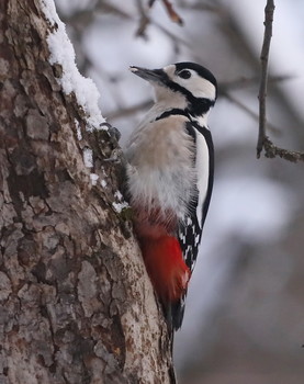 Woodpecker / ***