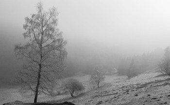 In the dense fog / ***