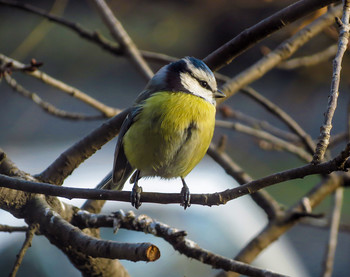 Blue tit / ***