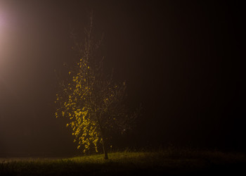 Tree in fog / ***