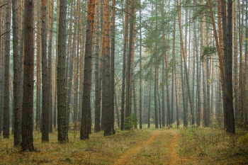 Russian Forest / ***