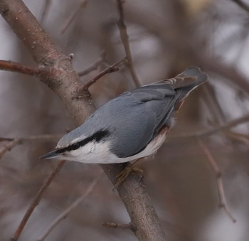 Nuthatch / ***