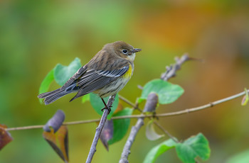 Cape May Warbler / ***