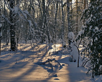 winter forest. / ***