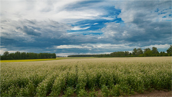 Buckwheat field / ***
