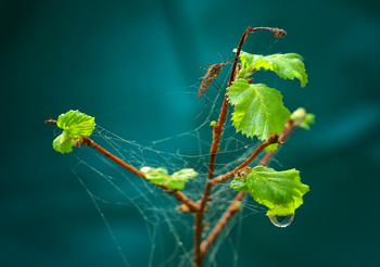 About midge ... / ***
