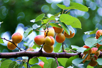Apricots / ***