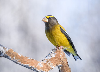 Evening grosbeak (Male) / ***