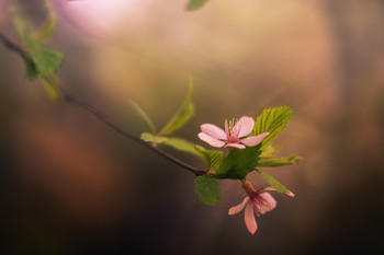 Flowering cherry / ***