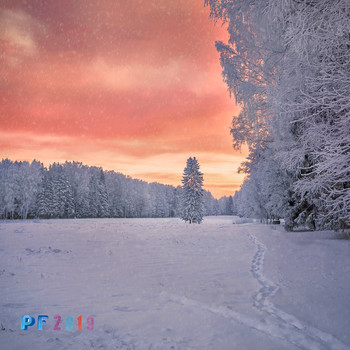 PF-2019 / ***