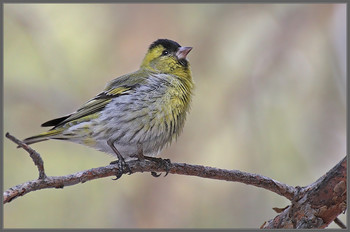 Siskin / ***