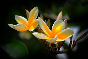 Plumeria / ***