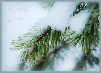 Happy New Year! / ***
