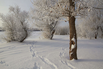 Frosty morning. / ***