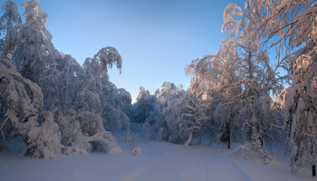 Enchanted forest / ***