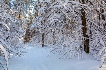 winters in the forest / ***