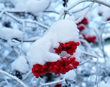 Red viburnum / ***