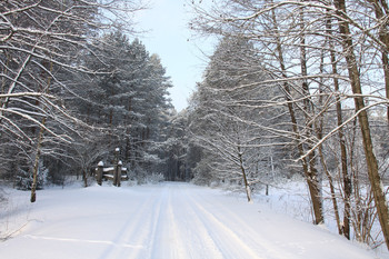 Forest Fairy Tale / ***