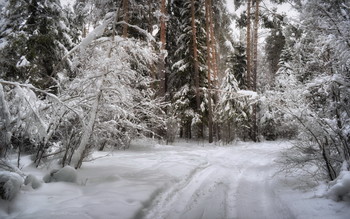 winters in the forest / ***