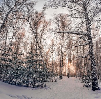 winters in the forest / ***