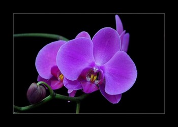 Orchids / ***