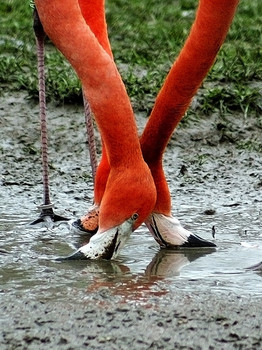 Heels / ***