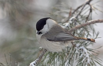 Titmouse / ***