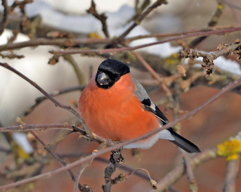 Bullfinch / ***