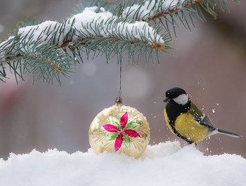 Happy Holidays! / ***