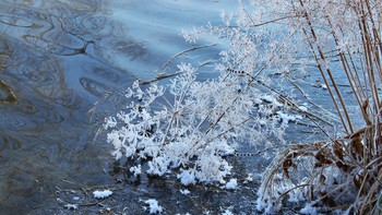Winter lace / ***
