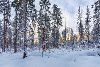 Frosty morning. / ***