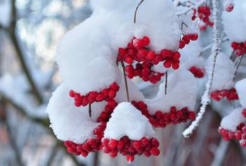 Red viburnum / ***