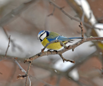 Blue tit / ***