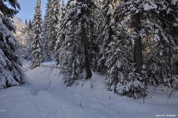 winters in the forest / ***