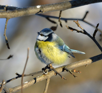 Blue tit / ***