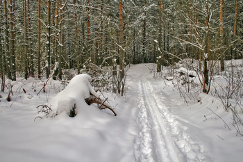 winters in the forest / ***