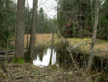 Forest River / ***