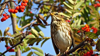 thrush / ***