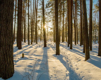 Frost and sun. / ***