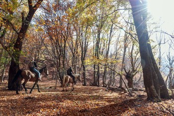 in the autumn forest / ***