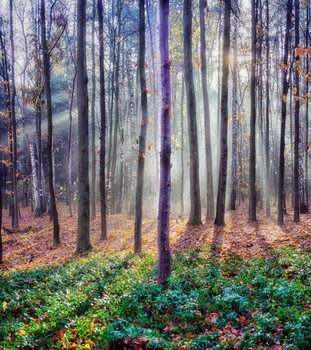 Autumn light ... / ***