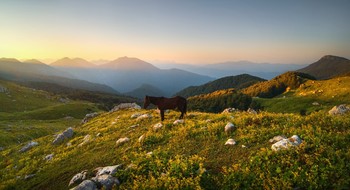 Landscape with horse / ***