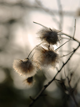 Fluffy Winter / ***
