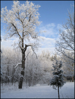in the winter forest / ***