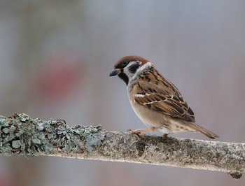 Sparrow / .....